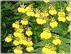 �I���V�W���E���iOncidium�j