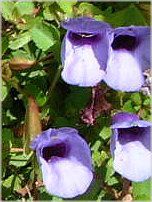 �g���j�A (Torenia)