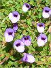 �g���j�A (Torenia)