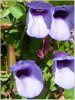 �g���j�A (Torenia)