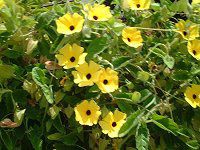 �c���x���M�A�E�A���^�iThunbergia alata�j