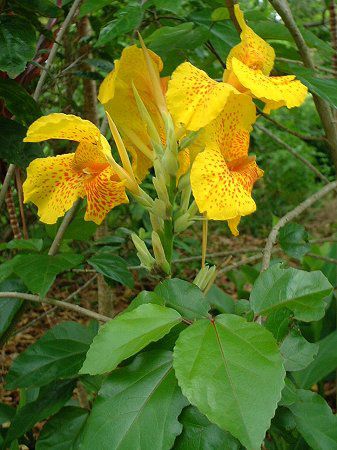 �J���i(Canna)