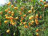 �f�������^(Duranta)