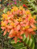 �G�s�f���h�����iEpidendrum�j