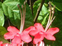 �Q���y�C�J�Y���i�������j