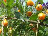 �f�������^(Duranta)