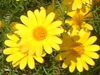 �e�B���t�B��(Thymophylla)