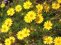 �e�B���t�B��(Thymophylla)