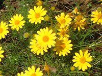 �e�B���t�B��(Thymophylla)