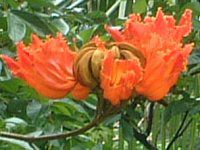 �A�t���J���E�`���[���b�v�E�c���[(African-tulip-tree)