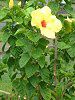 �n�C�r�X�J�X(Hibiscus)