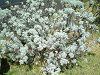 �A���e�~�V�A�E�}�E�C�G���V�X�iArtemisia mauiensis�j