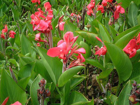 �J���i(Canna)