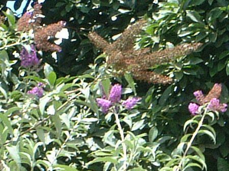 �u�b�h���A(Buddleja)