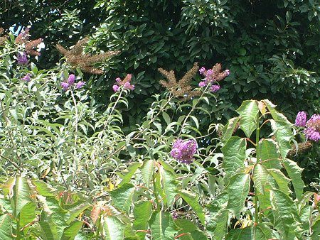 �u�b�h���A(Buddleja)