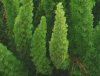 �A�X�p���K�X�E�f���V�t�����X '�}�C�A�[�Y'(Asparagus densiflorus 'Myers'�j