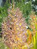 �G�N���A�E�u�������A�iAechmea bromeliad�j