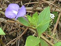 �I�^�J���T�X(Otacanthus)