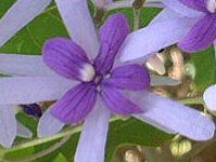 �T���h�y�[�p�[�E�o�C��