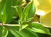 �A���}���_(Allamanda)