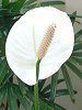 �X�p�e�B�t�B����(Spathiphyllum)