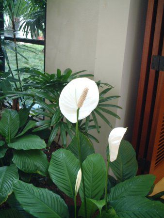 �X�p�e�B�t�B����(Spathiphyllum)