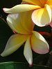 �v�������A(Plumeria)