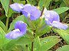 ��