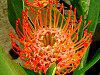 Red Pincushion(���b�h�E�s���N�b�V����)