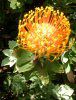 �s���N�b�V����(Pincushions)