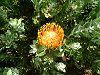 �s���N�b�V����(Pincushions)