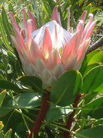 �L���O�v���e�A(King Protea)