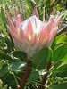 �L���O�v���e�A(King Protea)