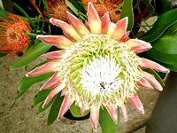 �L���O�v���e�A(King Protea)