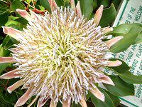 �L���O�v���e�A(King Protea)