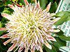 �L���O�v���e�A(King Protea)