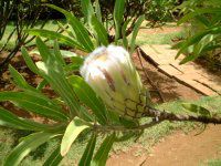 �v���e�A(Protea)