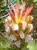 Scarlet Bottlebrush(Mimetes cucullatus)