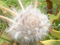�o�[�h�l�X�g�E�o���N�V���[(Birdnest_Banksia)