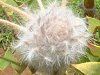 �o�[�h�l�X�g�@�o���N�V���[(Birdnest_Banksia)