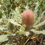 �v���e�A(Protea)