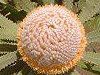���Y�x���[�t���X�g(Raspberry Frost)