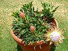 �L���O�v���e�A(King Protea)