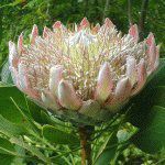 �L���O�v���e�A(King Protea)