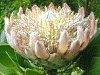 �L���O�v���e�A(King Protea)