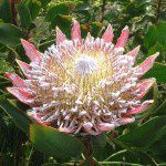 �L���O�v���e�A(King Protea)