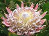 �L���O�v���e�A(King Protea)