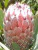 �N�C�[���v���e�A(Queen Protea)