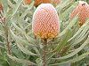 �o���N�V�A�E�I�����W�E�t���X�g(Banksia Orange Frost)