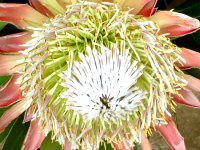 �L���O�v���e�A(King Protea)